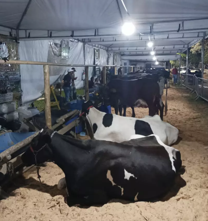 Torneios leiteiros nas comunidades rurais de Santos Dumont começam no dia 14 de agosto